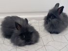 Декоративные кролики объявление продам