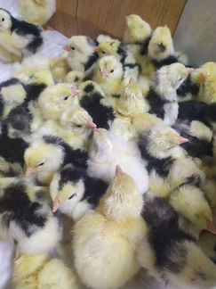 Цыплята