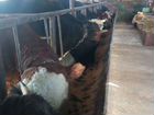 Стадо бычки коровы телята 60 голов оптом объявление продам
