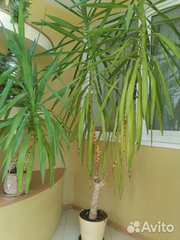 Пальма юкка