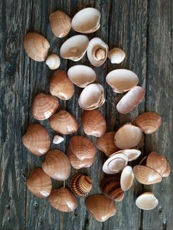 Ракушки Средиземного моря