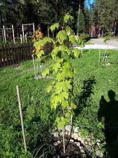 Клен остролистный саженцы 1,5-2,0м