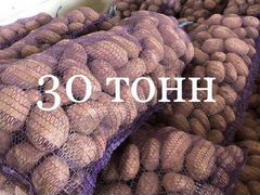 Картофель Оптом 30т
