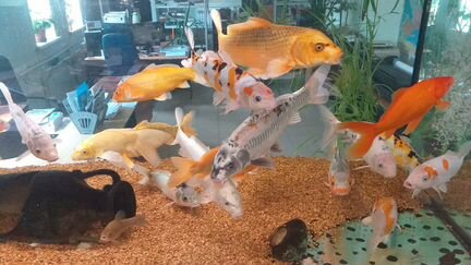 Карпы кои,караси кометы,малек,подростки,производит