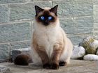 Балинезийская кошка(ищем котенка)