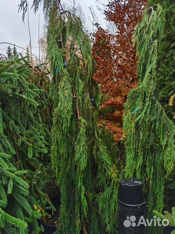 Кипарисовик нутканский Грин Эрроу