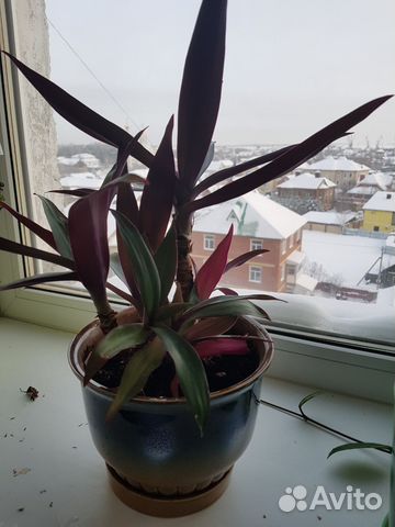 Традесканция разноцветная