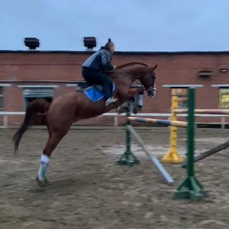 Продается Жеребец тракененской породы 2010 год