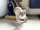 Тайский котенок. Девочка