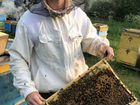 Пчелопакеты, пчелосемьи, матки карника, бакфаст