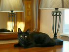 Котёнок Бася ищет дом объявление продам