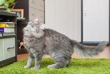 Cерый пушистенький котик Поль ищет дом