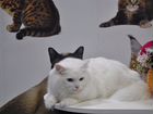 Невская маскарадная кошка объявление продам