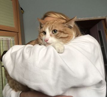 Кот