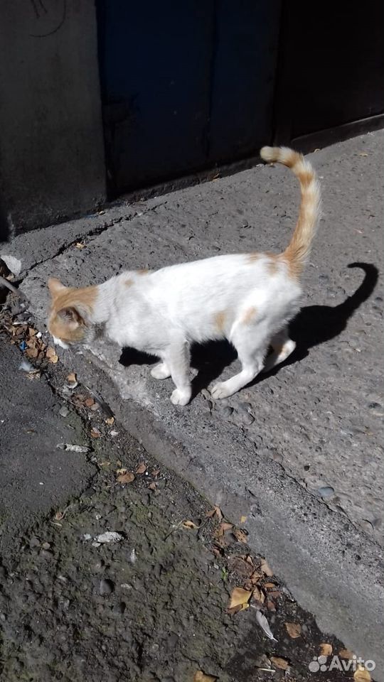 Кошка