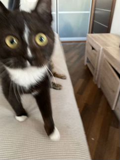 Котенок Мышонок в добрые руки
