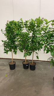 Лимонное дерево Н 185 см / Лимон