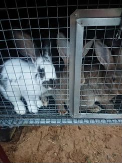 Кролики, крольчатина - фотография № 3