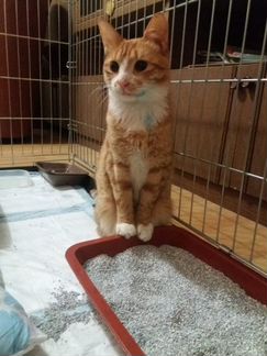 Котик