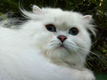 Кот длинношерстный вязка