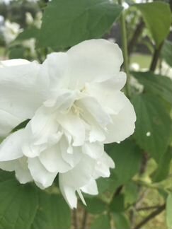 Цветки жасмина сушеные