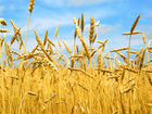 Зерно:Пшеница,Ячмень,Овёс,Кормосмесь,Рожь,Кукуруза