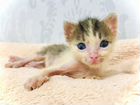 Котенок кошечка девочка бесплатно объявление продам