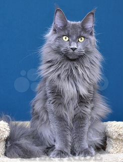 Сибирская кошка котенок