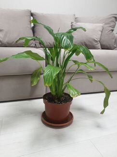 Спатифиллум