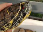 Красноухая черепаха бесплатно объявление продам