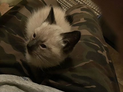Котёнок в добрые руки