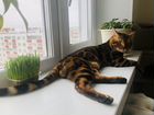 Бенгальский кот Вязка объявление продам