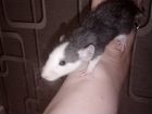 Крысята дамбо хаски плащевая маркировка объявление продам