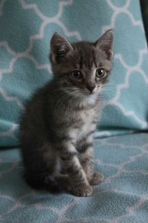 Серо-полосатый котёнок. 1 месяц