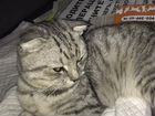 Вислоухий серый кот объявление продам