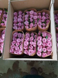 101роза букеты цветы опт 51,71,251роза доставка