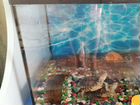Две черепахи с аквариумом