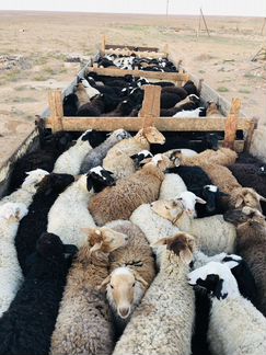Барашки (кой, козу) овцы всегда наличие - фотография № 4