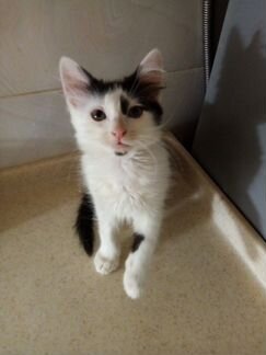 Милый пушистик