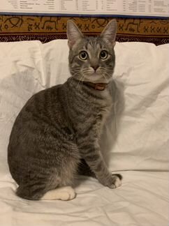 Кот, ищет дом