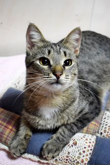 Котик Роки 1,5 года ищет дом