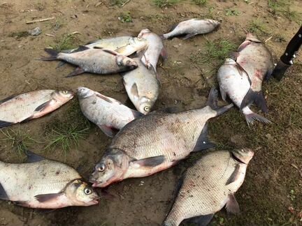 Инструктор по фидерной ловле