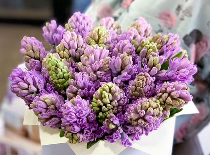 Букет из гиацинтов (25 и 50 шт)