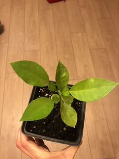 Финик домашний