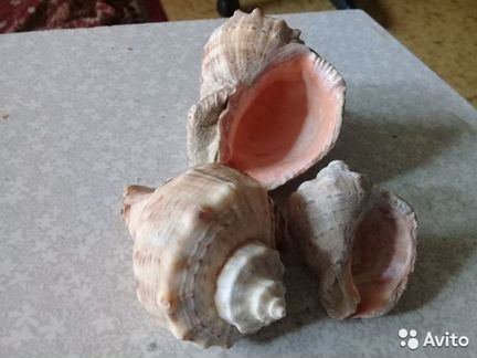 Морские ракушки