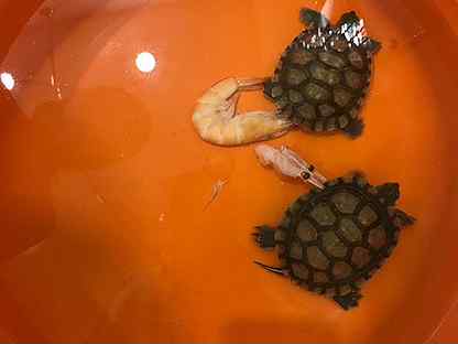 Суп Из Красноухой Черепахи Рецепт С Фото