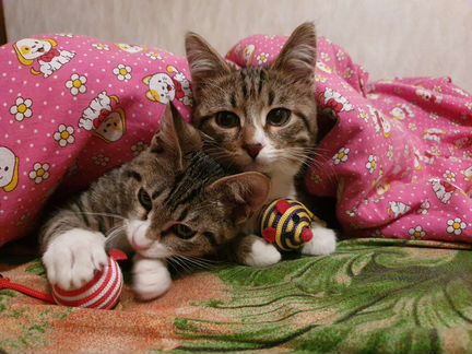 Котята в добрые руки
