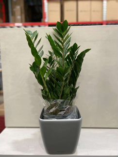 Замиокулькас в кашпо Лечуза