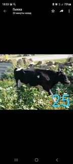 Коровы и телята: 8мес,6мес,4 мес - фотография № 7