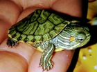 Красноухая черепаха маленькая, 3 штуки